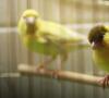 Canario doméstico: cuántos canarios viven, cuidado de las aves.