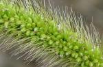 Szczotka zielona (mysia zieleń) szczecina trawa (mysia zieleń) (Setaria viridis, S.