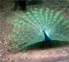 زیستگاه طاووس طاووس در طبیعت
