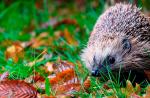 Hedgehog - คำอธิบาย, สายพันธุ์, ที่เขาอาศัยอยู่, สิ่งที่เขากิน, การสืบพันธุ์, ภาพถ่าย