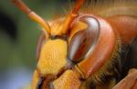 جالب ترین حقایق در مورد مورچه ها برای کودکان