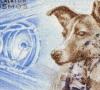 Pes kozmonaut Laika (toto je prezývka, nie plemeno)