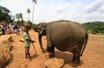 ช้างตั้งท้องนานเท่าไร?