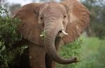 چرا یک فیل گوش های بزرگی دارد یا جالب ترین حقایق در مورد غول های زمینی؟