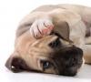 چرا سگ اغلب گوز می زند و برای درمان افزایش باد شکم؟