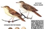درباره صدای پرندگان: چگونه پرندگان مختلف آواز می خوانند