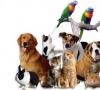 حیوانات خانگی تزئینی: عکس ها و نام ها متنوع ترین گروه های حیوانات خانگی