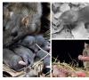 Sivá krysa alebo pasyuk: fotografia, popis zvieraťa Kde pasyuky žijú v dedinách