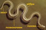 Rodzaje węży, nazwy i fotografie