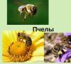 Stredoveká prezentácia Úžasná včela