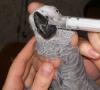 Papużki faliste - choroby, leczenie