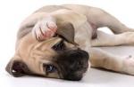 چرا سگ اغلب گوز می زند و برای درمان افزایش باد شکم؟