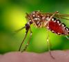 Jak rozmnażają się komary: cykl życia i opis