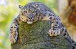 Leopard snežný alebo leopard (Uncia uncia) Ing