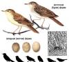 Acerca de las voces de los pájaros: cómo cantan los diferentes pájaros