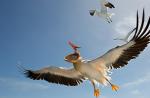 Pelikán: životný štýl, biotop, kam pelikán umiestňuje ryby - je to sťahovavý vták alebo nie?