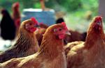 การวิเคราะห์สาเหตุหลักและวิธีการกำจัดการหายใจดังเสียงฮืด ๆ ในไก่
