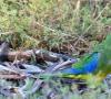 ประเภท Neophema (นกแก้วหญ้า) นกแก้วสีฟ้า (Neophema pulchella)