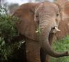 Prečo má slon také veľké uši alebo najzaujímavejšie fakty o suchozemských obroch