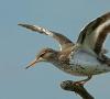 Životný štýl a biotop pieskomilového vtáka