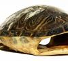 Szkielet żółwi: cechy strukturalne i zdjęcia