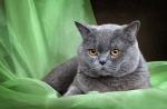 Gato Scottish Fold: carácter, descripción de la raza, qué alimentar