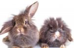 Hodowla królików: jak określić płeć zwierząt