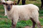 گوسفند شیری گوسفند چگونه است؟