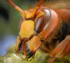 Najzaujímavejšie fakty o mravcoch pre deti