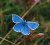 Mariposa arándano - descripción, hábitat, especies