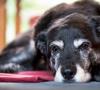 จะเข้าใจได้อย่างไรว่าสุนัขกำลังจะตายจากวัยชราความเจ็บป่วยและวิธีช่วยเหลือ พฤติกรรมสุนัขมะเร็งสุนัขเลี้ยงแกะวันสุดท้ายของการตายของสุนัขเลี้ยงแกะ