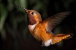 Trumpa informacija apie kolibrį 10 įdomių faktų apie kolibrį