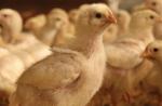 โรคอุจจาระร่วงในไก่: วิธีการรักษา การรักษาไก่ที่มีอาการท้องเสีย