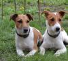Pes foxteriéra: popis, vonkajší štandard, starostlivosť Starostlivosť o šteniatko hladkosrstého foxteriéra