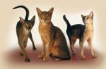Rasy kotów z nazwami ras i zdjęciami
