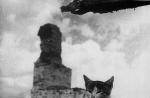Mačky zachránili Leningrad pred potkanmi