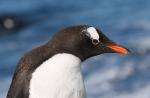 Faktai apie pingvinus 5 įdomūs faktai apie pingvinus