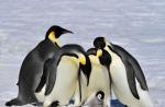 حقایق جالب در مورد پنگوئن ها