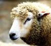Jak przebiega krycie u owiec: przygotowanie i subtelności procesu krycia