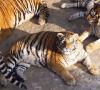 Los tigres de Amur han engordado en el zoológico chino (6 fotos) El tigre de Amur está gordo por qué