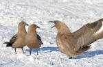 Wydrzyk: krótki opis ptaków polarnych, zdjęcia i wideo