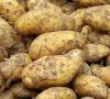 História zemiakov v Rusku V ktorej krajine sa zemiaky objavili