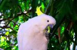 Chov a chov papagájov kakadu ružových