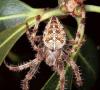عنکبوت متقاطع با شکم زرد
