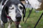 Jak się dowiedzieć, czy pies umiera Jak pies umiera na raka żołądka