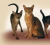 Rasy kotów z nazwami ras i zdjęciami