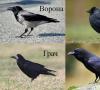 Cuervo negro común (pájaro)