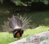 ¿Cómo se ve y se llama un pavo real hembra? ¿Por qué un macho necesita esa cola?