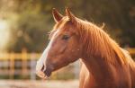 نحوه نامگذاری اسب: انتخاب نام مستعار مناسب برای کره اسب پسرانه
