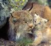 Lynx - คำอธิบาย ประเภท รูปถ่าย กินอะไร อาศัยอยู่ที่ไหน